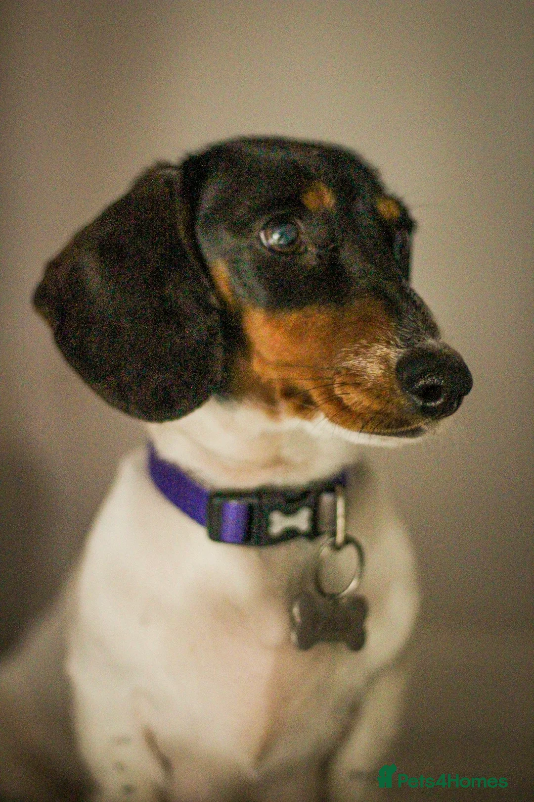 Dachshund dogs for sale: 5 Miniature Dachshund Puppies for rehoming  - Advert 12