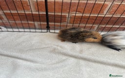 Guinea Pig rodents for sale: Bonded Male Guinea Pigs - Image 6
