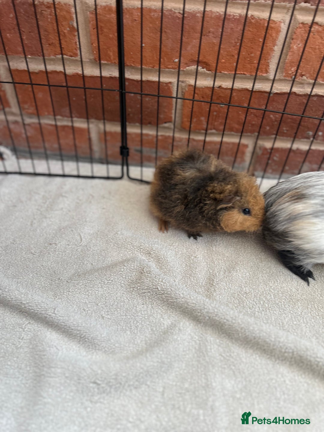 Guinea Pig rodents for sale: Bonded Male Guinea Pigs - Image 6