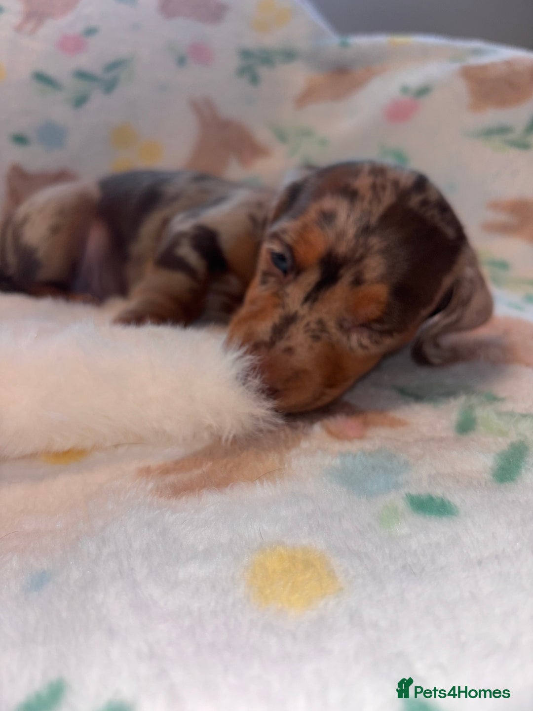 Miniature Dachshund dogs for sale: Dreamy miniature dachshunds  - Advert 10