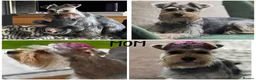 Miniature Schnauzer dogs for sale: Amazing Miniature Schnauzer puppies  - Advert 4