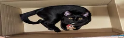 Mixed Breed cats for sale: Lovely 3 year old Male Black Cat in Newark - Advert 2