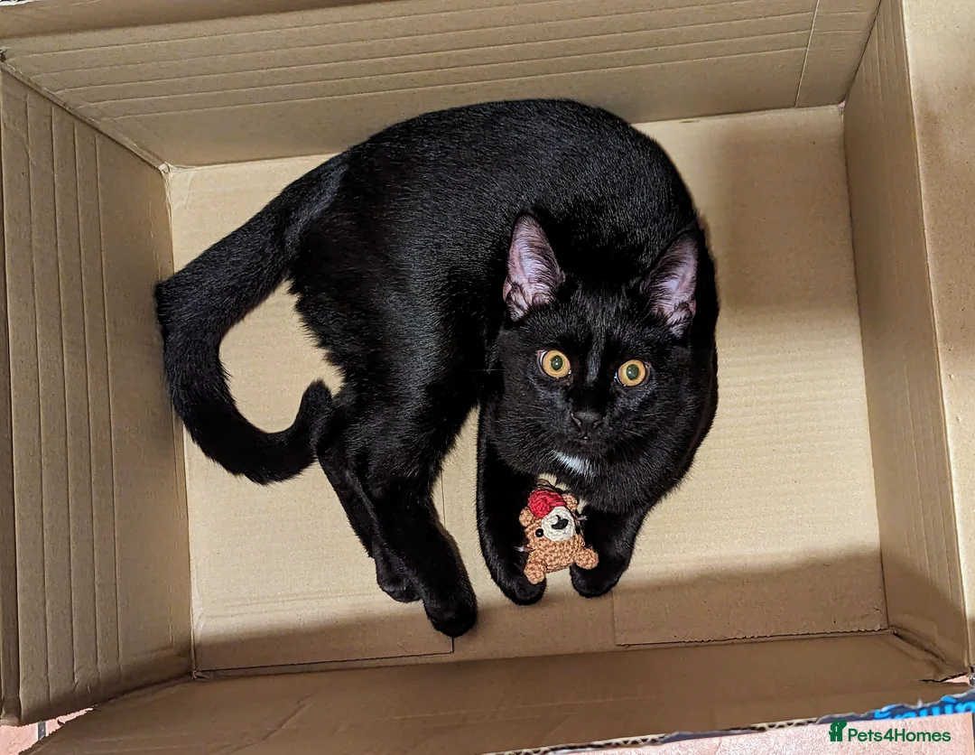 Mixed Breed cats for sale: Lovely 3 year old Male Black Cat in Newark - Advert 2