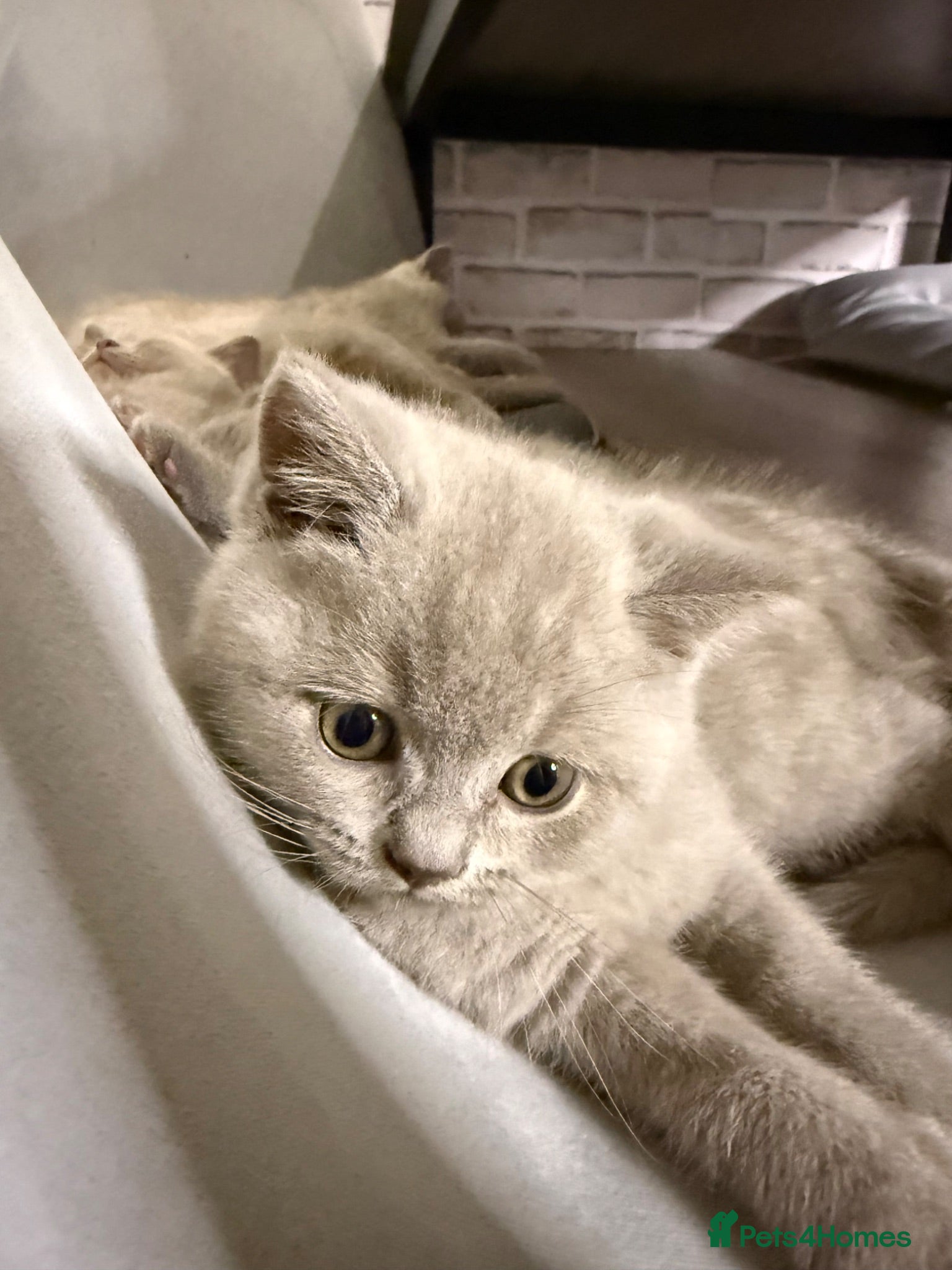 British Shorthair cats 100% Pure Pedigree LILAC CHAMPION reg GCCF - Advert 2