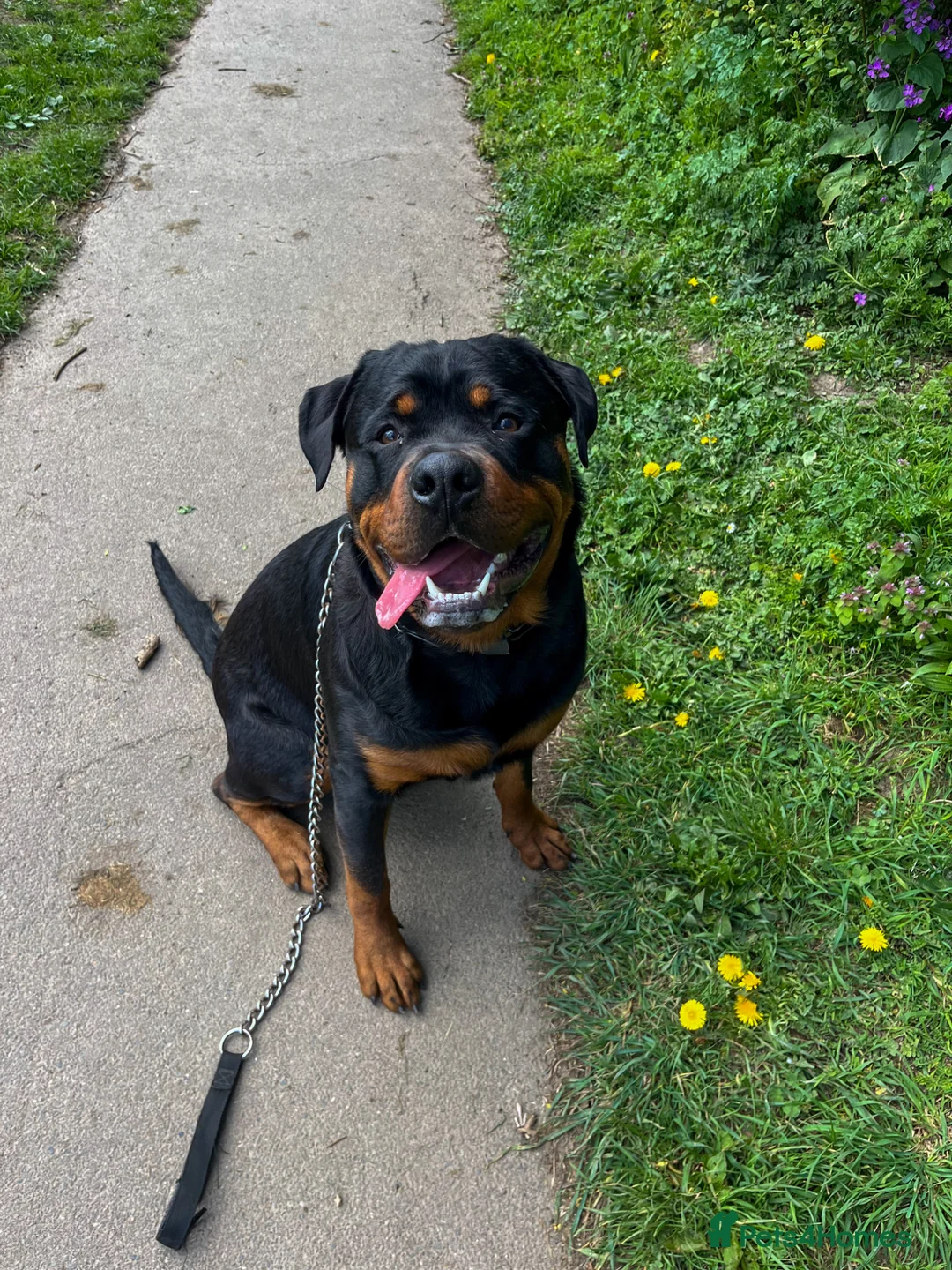 Mixed Breed dogs for sale: Reggie  in Plymouth - Advert 1