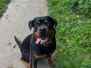 Mixed Breed dogs Reggie - Advert 1