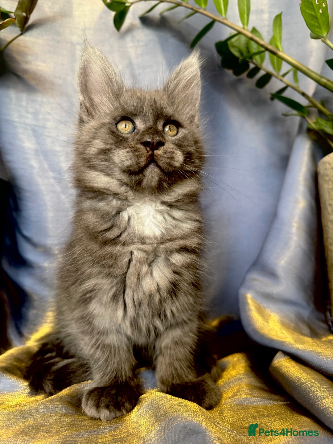 Maine Coon cats for sale: Champions- Bloodline Purebred Maine Coon Kittens  - Advert 21