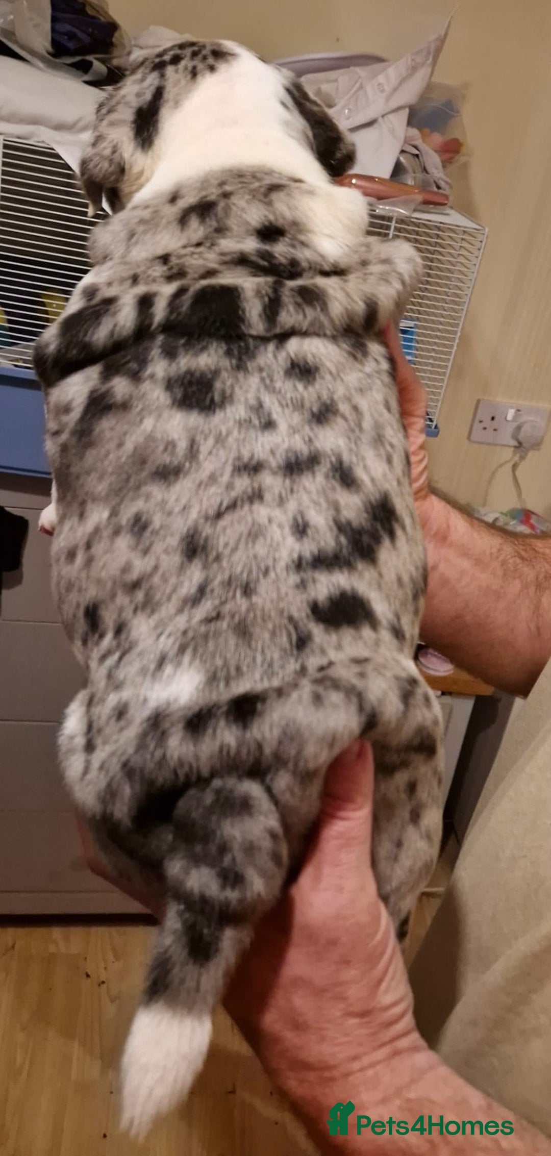 Olde English Bulldogge dogs for sale: Old English bulldog puppies GENERATIONAL - Advert 12