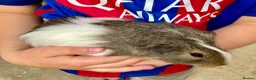 Guinea Pig rodents for sale: 10 week old male guinea pigs in Torrington - Advert 13