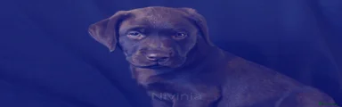 Nivinia