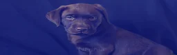 Labrador Retriever dogs for sale: Chocolate Labrador in Glasgow - Advert 31