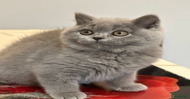 British Shorthair cats - Advert 3