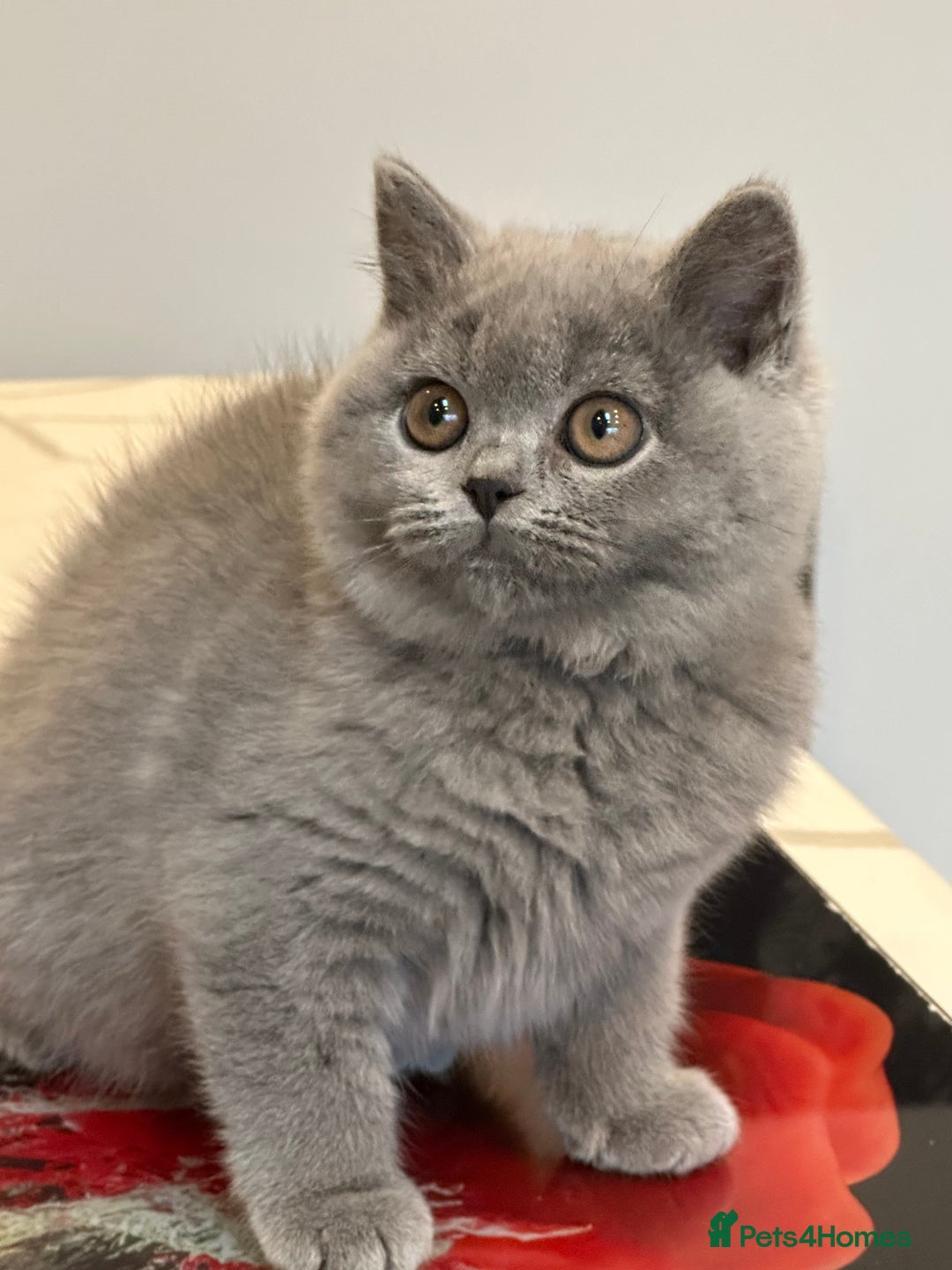 British Shorthair cats for sale: Blue female kitten  - Image 3