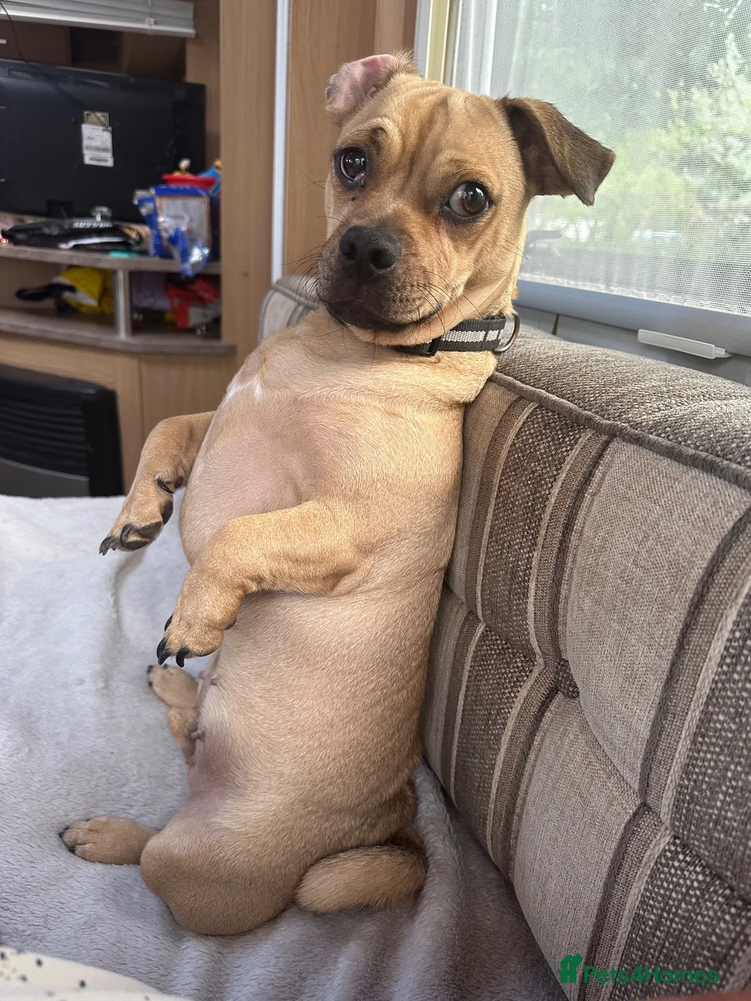 Mixed Breed dogs for sale: Doug  - Advert 2