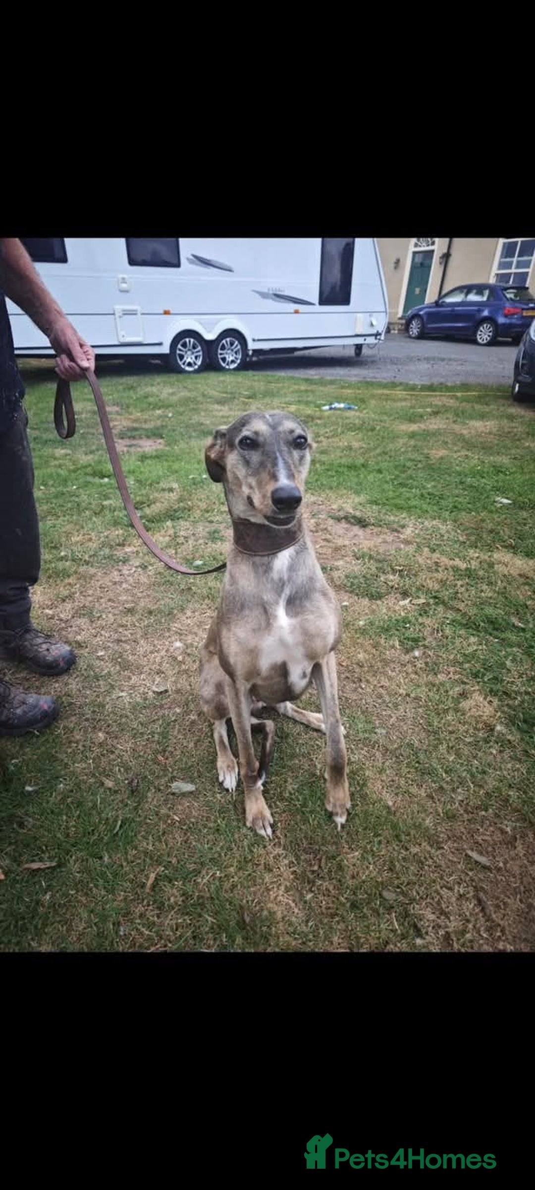 Lurcher dogs for adoption: Rosie - Image 4
