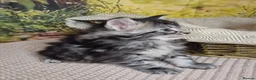Maine Coon cats for sale: Pure Breed Maine Coon -LAST ONE - Advert 11