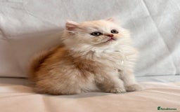 Persian cats for sale: 3 Cuddly Persian Babies❤️ - Image 4