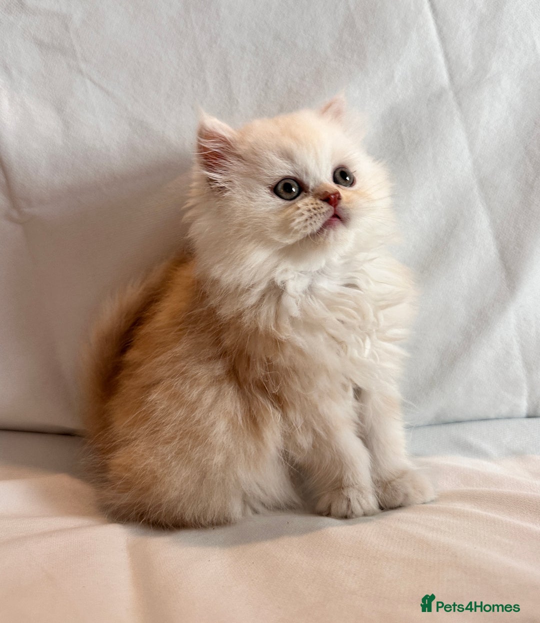Persian cats for sale: 3 Cuddly Persian Babies❤️ - Image 4