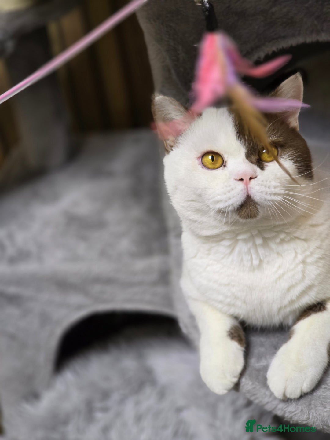 British Shorthair cats for sale: Cinnamon Harlequin Male – GCCF Active Registered - Advert 5