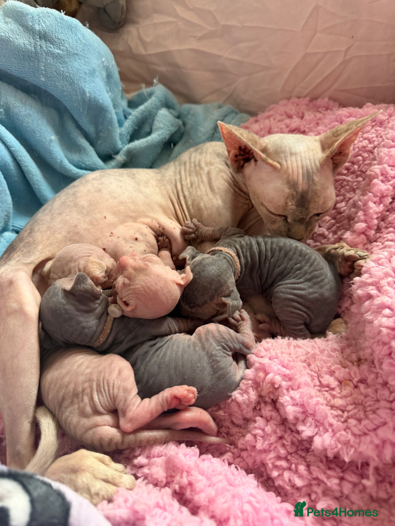 Sphynx cats Gorgeous Sphynx Kittens  - Advert 2