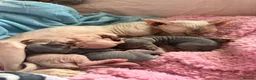 Sphynx cats for sale: Gorgeous Sphynx Kittens  - Advert 1