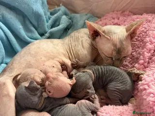 Sphynx cats Gorgeous Sphynx Kittens - Advert 4