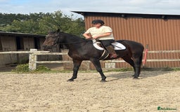 English Thoroughbred horses for sale: A big girl with huge heart to go far - Image 2