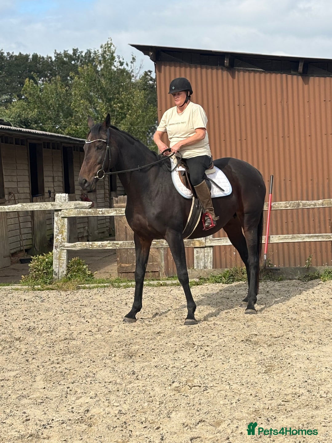 English Thoroughbred horses for sale: A big girl with huge heart to go far - Image 2