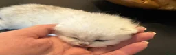 British Shorthair cats for sale: GCCF British Shorthair Silver/Black Tipped - Advert 2