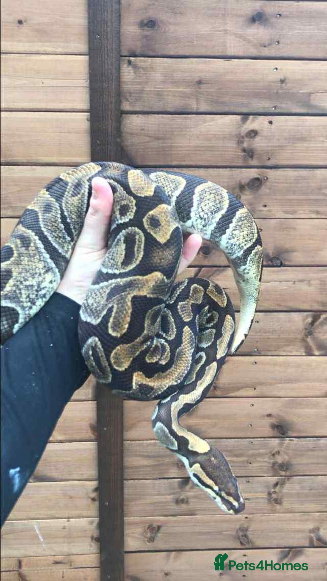 Python Snake reptiles for sale: Ball pythons / royal pythons  - Advert 9