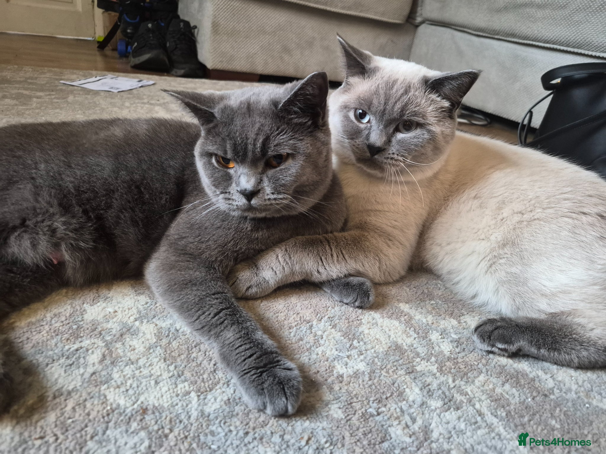 British Shorthair cats 1x boy 1x girl british shorthair kittens LAST 2 - Advert 1