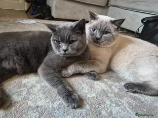 British Shorthair cats 1x boy 1x girl british shorthair kittens LAST 2 - Advert 2