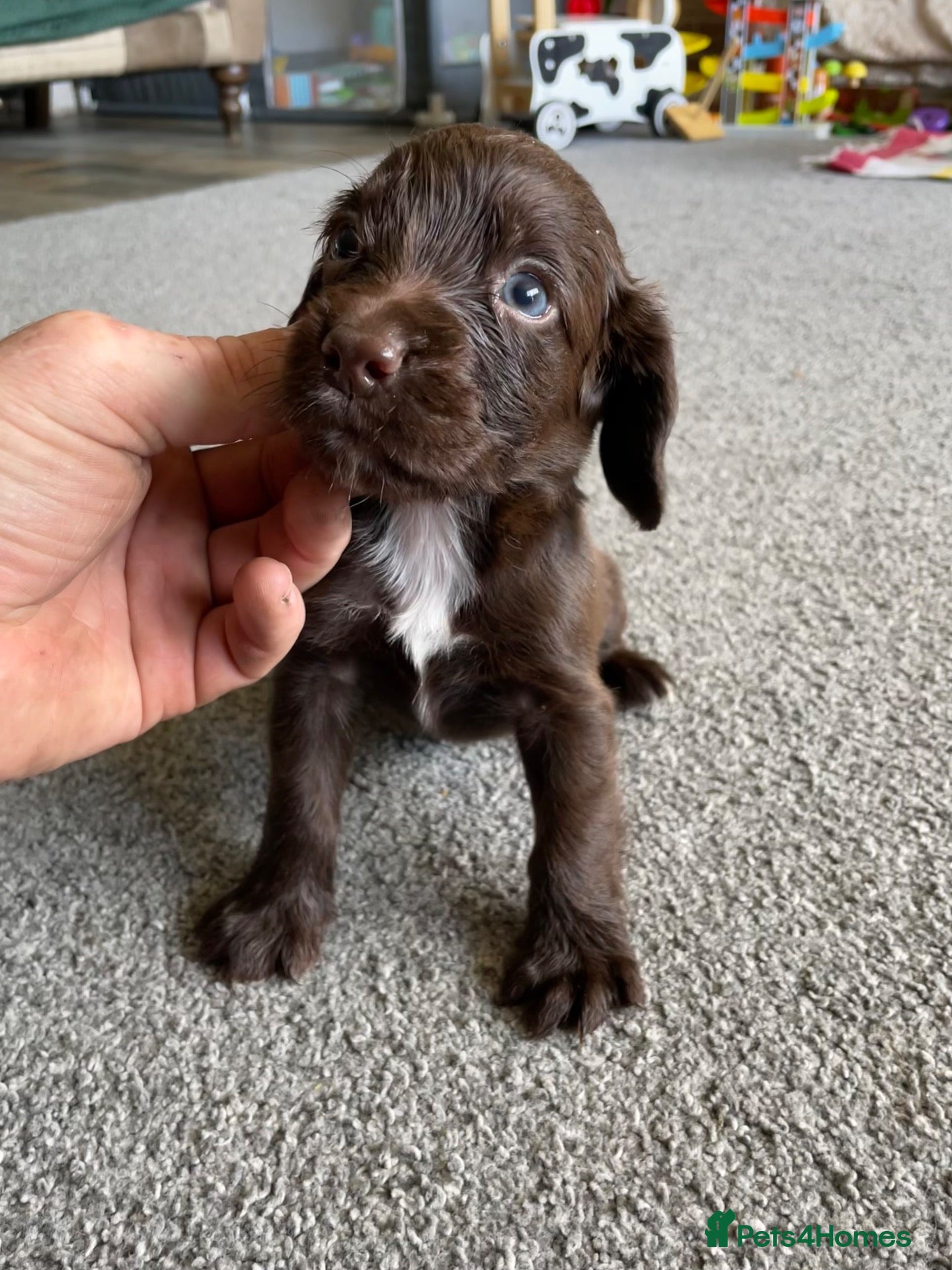 Sprocker dogs Sprocket Puppys  - Advert 4