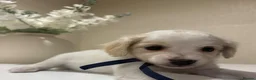 Maltipoo dogs for sale: Miniature maltipoo puppies - Advert 3