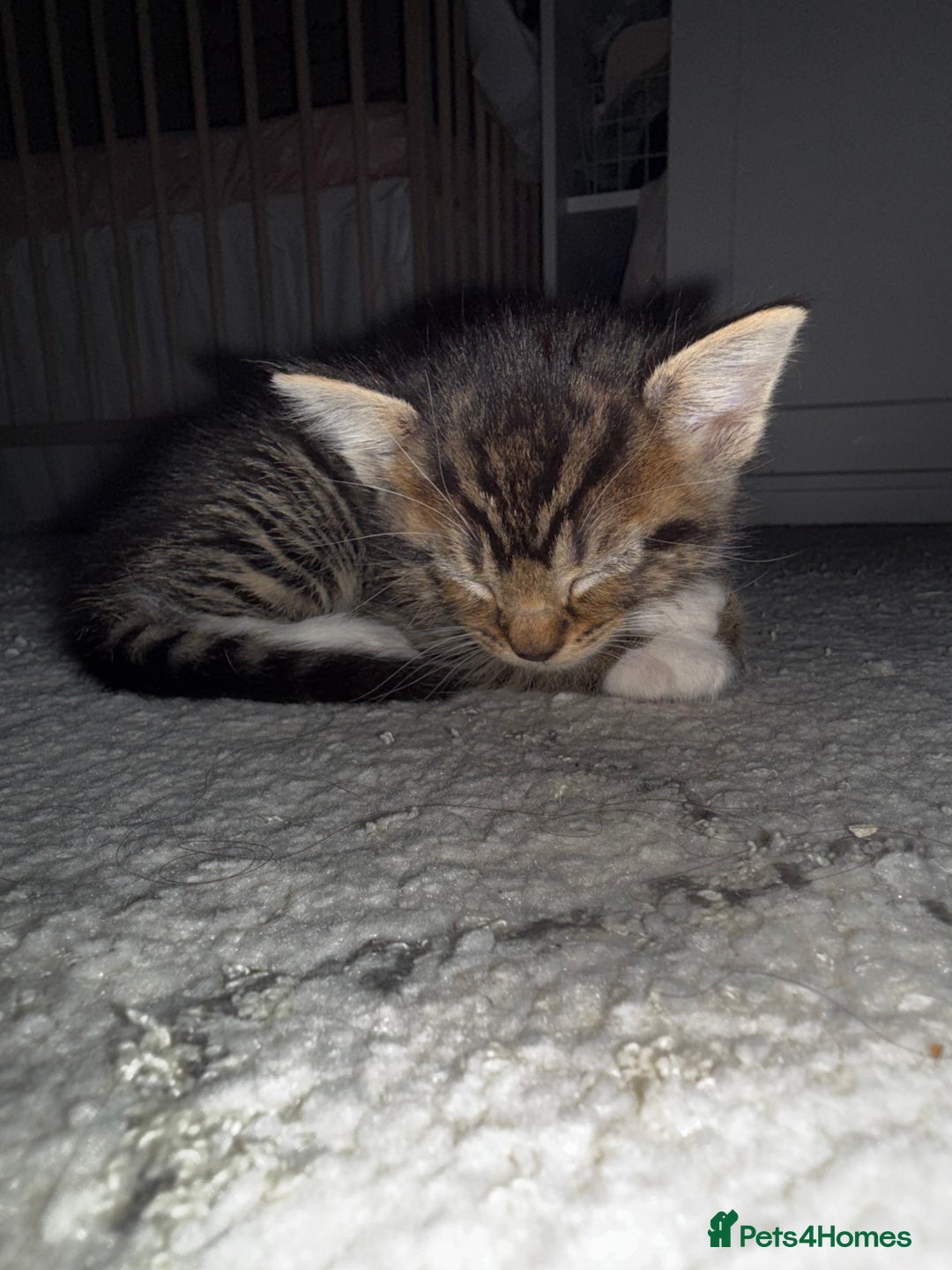 Mixed Breed cats for sale: 5 beautiful kittens for sale - Image 3