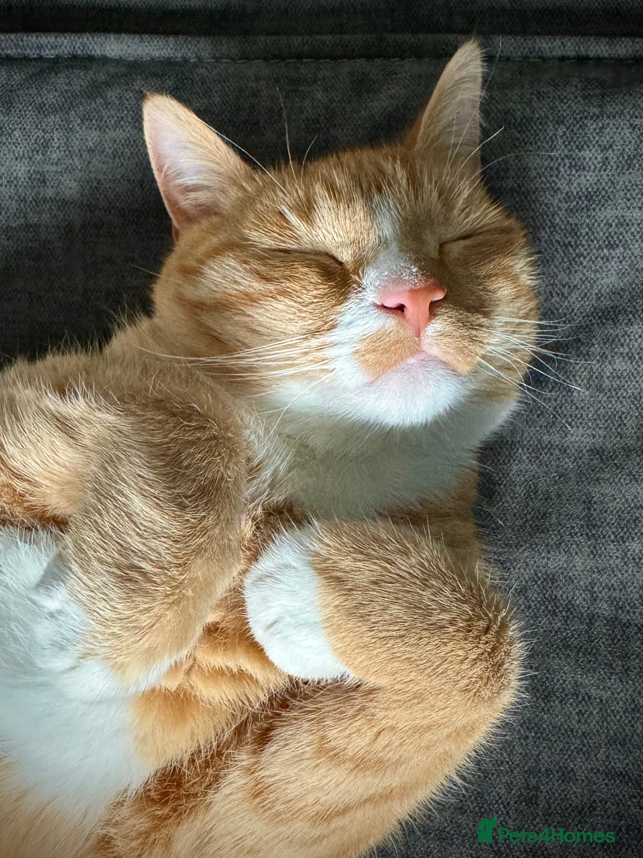 British Shorthair cats Neutered male - Advert 5