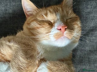 British Shorthair cats Neutered male - Advert 5