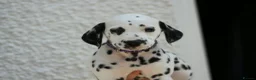 Dalmatian dogs for sale: Litter of pure Dalmatian puppies - Advert 5