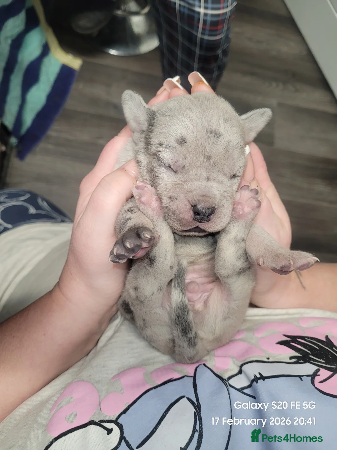 Cane Corso dogs for sale: Look stunning merle,black,blue corso - Advert 6