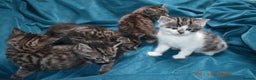 Mixed Breed cats for sale: 5 gorgeous kittens for reservation  - Advert 12