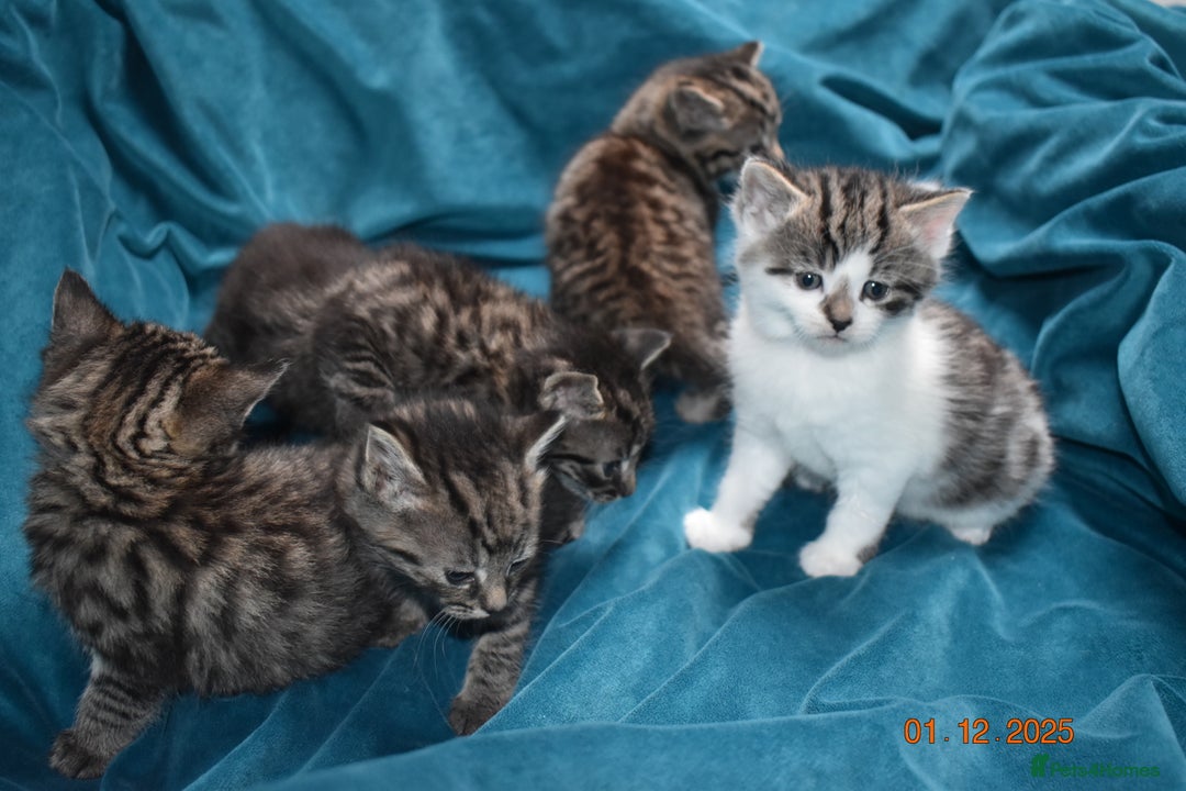 Mixed Breed cats for sale: 5 gorgeous kittens for reservation  - Advert 12