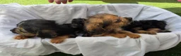 Mixed Breed dogs for sale: Borderpoo vet checked, 1st cross puppies - Advert 15