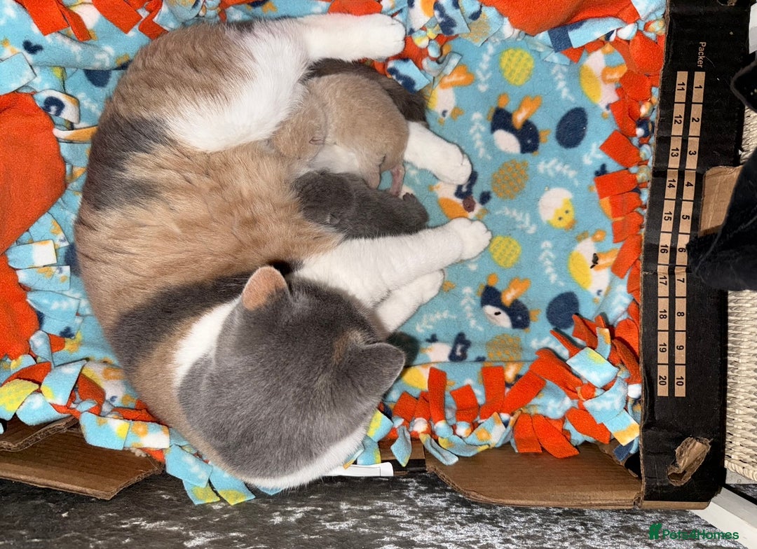 British Shorthair cats for sale: Blue British Shorthair Girl-GCCF-Stunning Baby - Advert 2