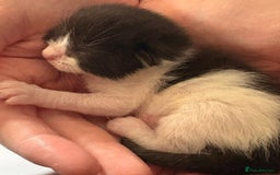 Mixed Breed cats for sale: 3 beautiful black and white kittens  - Image 5