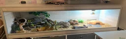 Leopard Gecko reptiles for sale: Female Leopard Gecko and Complete Set Up in Rochester - Advert 4