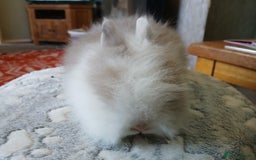 Lionhead rabbits for sale: Stunning DM Lionhead baby rabbits  - Image 3