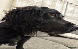 Sprocker dogs for sale: Gorgeous 8 Month Old Sprocker Spaniel - Advert 5