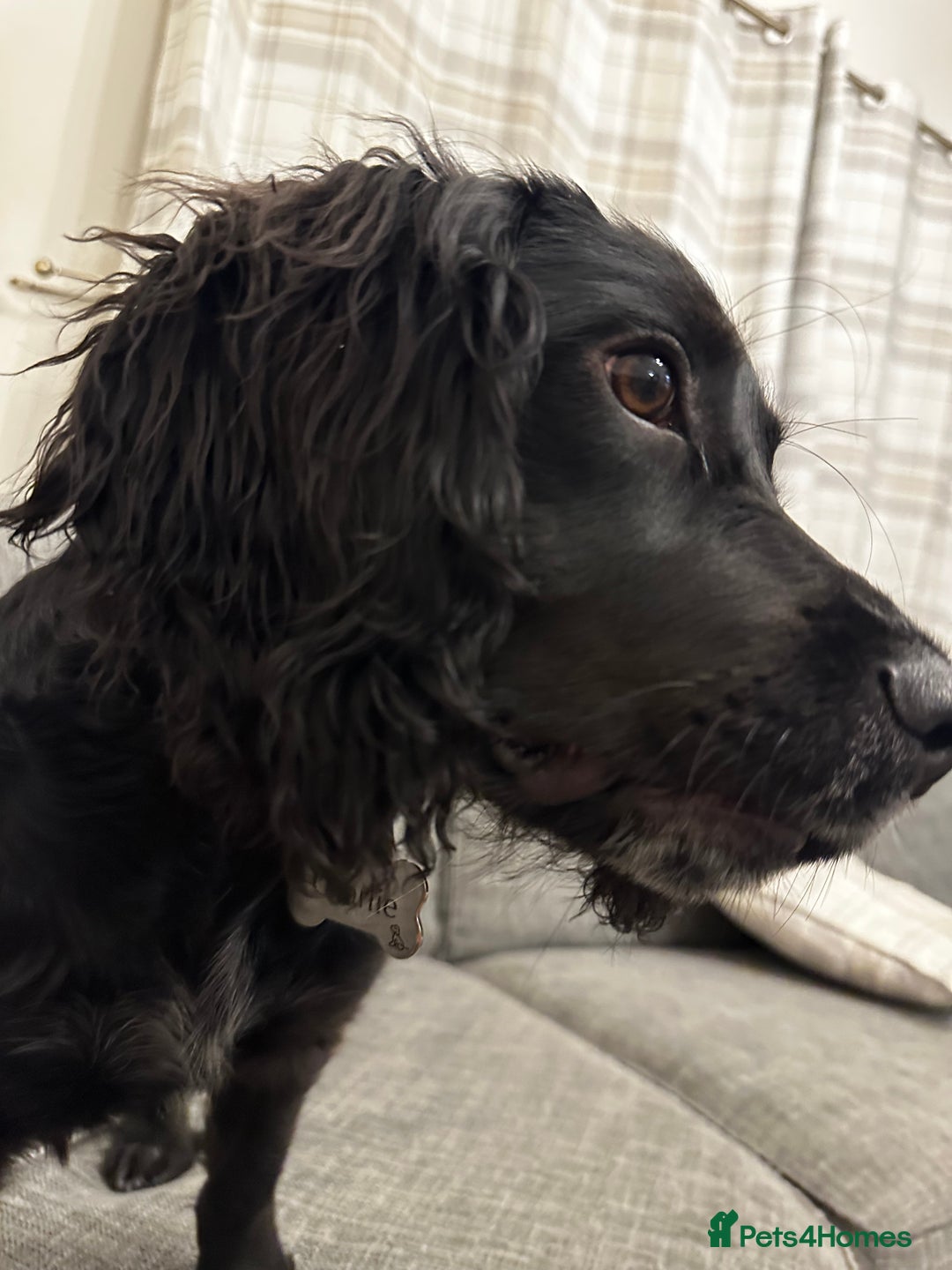 Sprocker dogs for sale: Gorgeous 8 Month Old Sprocker Spaniel - Advert 5