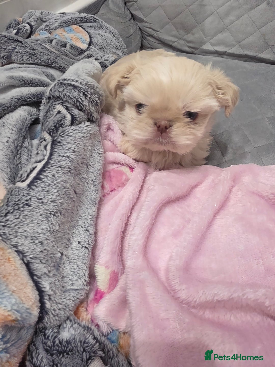 Shih Tzu dogs for sale: 3 stunning imperial karashishi shihtzu  - Advert 2