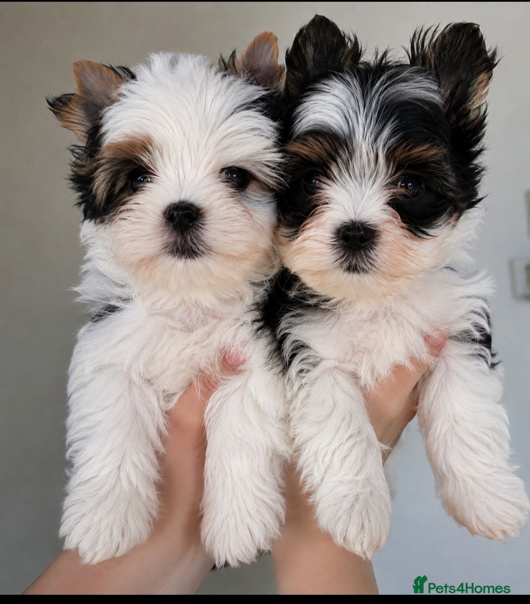 Yorkshire Terrier dogs Tiny Yorkshire Terrier Boys – Teddy Bear Faces - Advert 1